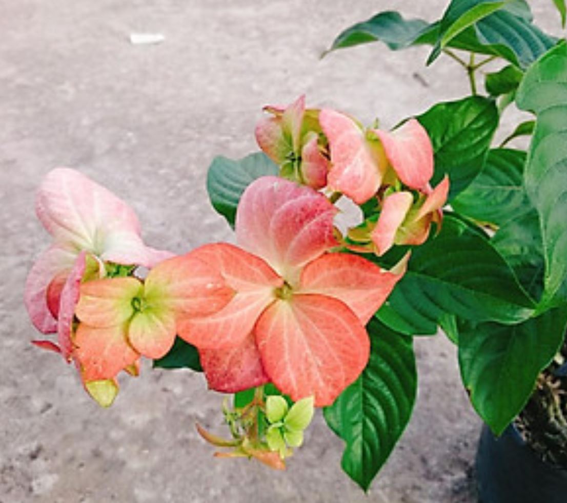 Đặc điểm nổi bật của cây Bướm Hồng